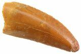 Serrated Raptor Tooth - Real Dinosaur Tooth #347059-1